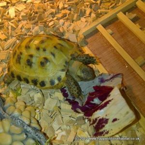 why a tortoise table | A happy healthy baby tortoise in his tortoise table