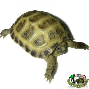 horsfield-tortoise-white-background-001-800px-300x300.jpg