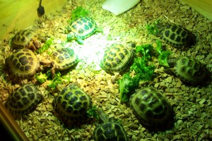 376 Baby Tortoises for sale in the UK delivered to your door via courier service
