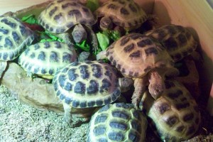 feeding tortoises 14 month old £85 each or 2 for £150