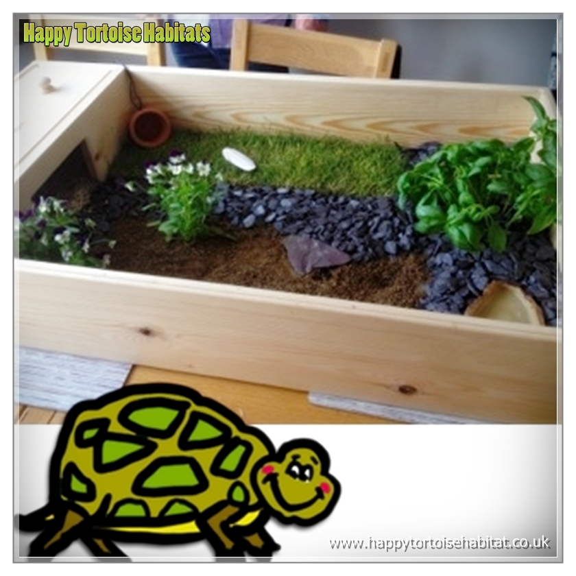 Fully set up wooden tortoise table with heating and lighting