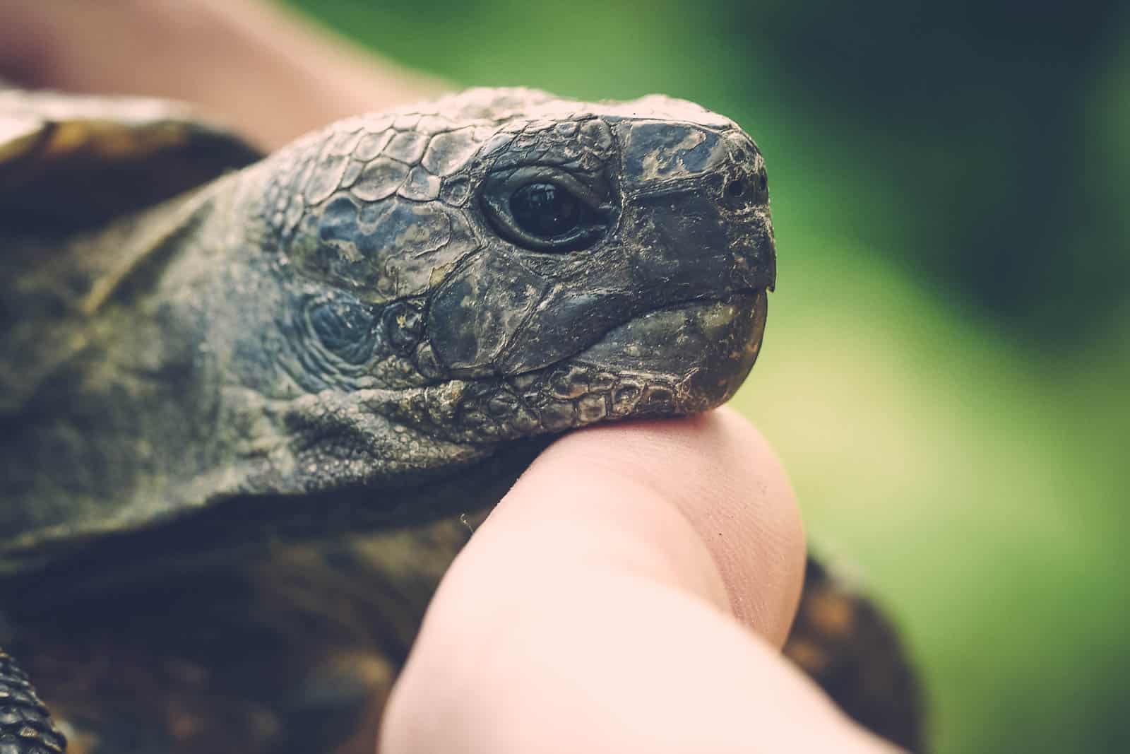 Close-up of a tortoise being gently held