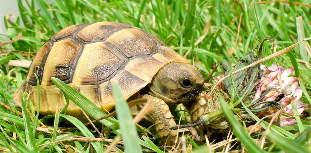 Tortoise outdoors in a secure summer habitat